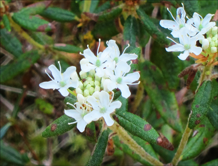 Adirondack Wildflowers:  Labrador Tea on Barnum Bog at the Paul Smiths VIC